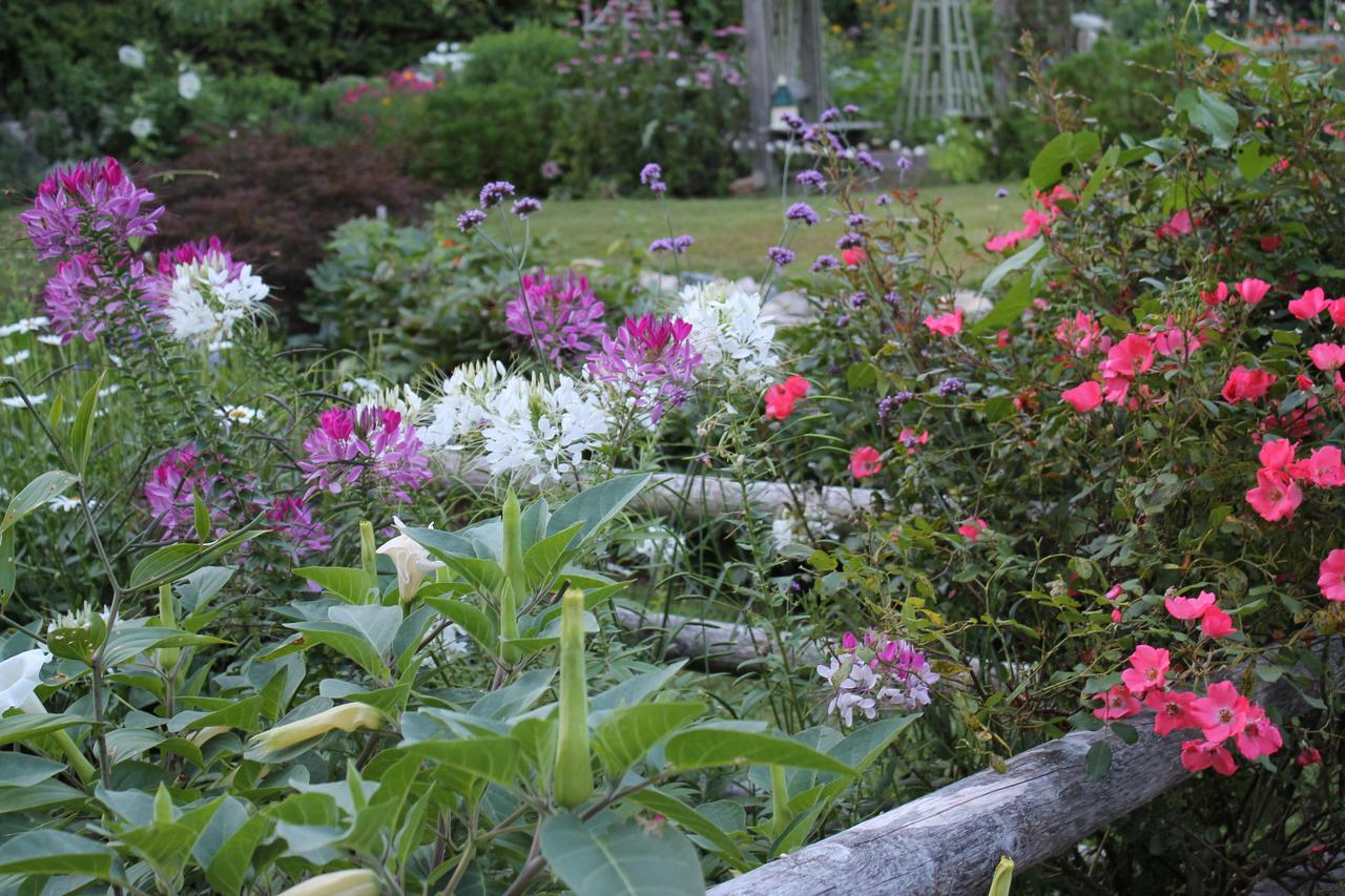 Lavender Bay Bed and Breakfast Barnstable Eksteriør billede